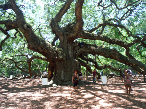 Karen Duquette by the Angel Oak Tree